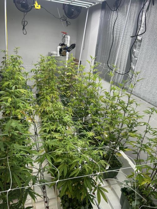 Blue Banana Cream. Week 6