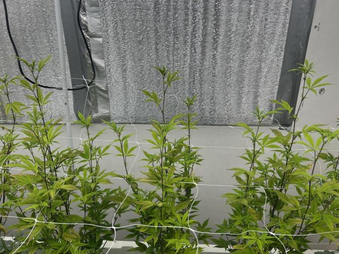 Blue Banana Cream. Week 6