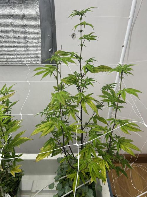 Blue Banana Cream. Week 6