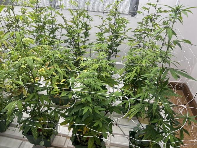 Blue Banana Cream. Week 6