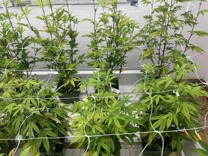 Fire OG #2 B.S.E x Lemon Fire. Week 6