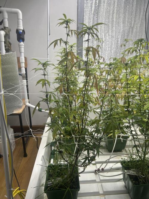 The Keeper BB Cut. Week 7