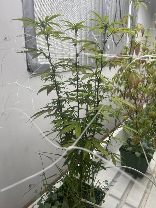 AlienMints x PermanentMarker BB Cut. Week 7