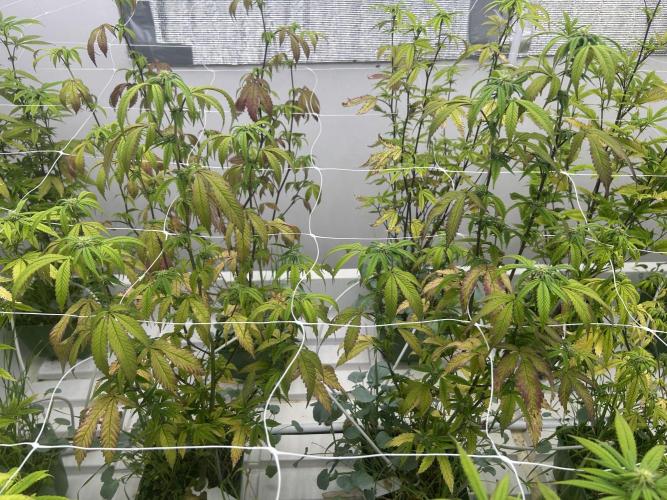 Lemon Cherry Gelato Bx BB Cut. Week 7