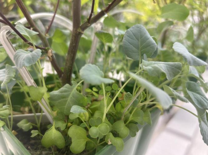 Lemon Cherry Gelato Bx BB Cut. Week 7