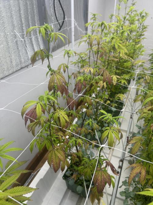 Route 65 BB Cut. Week 7