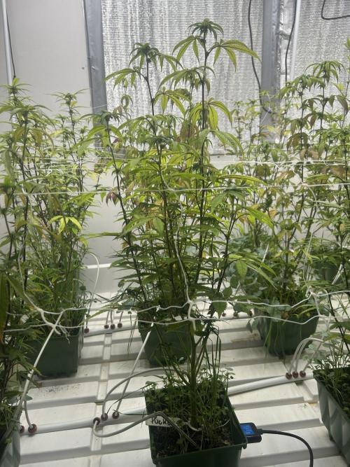 Lemon Tree Bx1 x Cap Junky  ITC Cut. Week 7