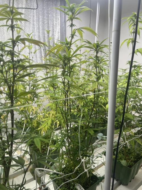 Strawberry Skrilla ITC Cut. Week 7