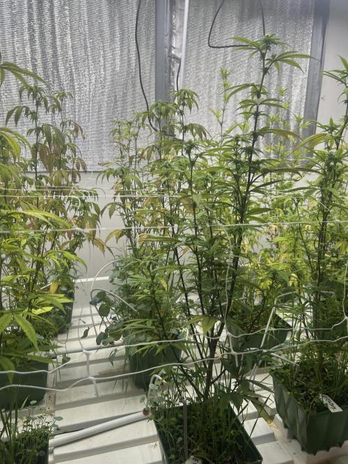 Papaya Frosting ITC Cut. Week 7