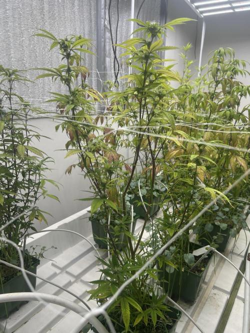 Last Pour ITC Cut. Week 7