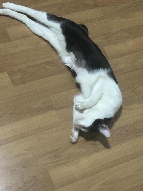 Blue Banana Cream. Week 7