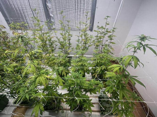 Blue Banana Cream. Week 7