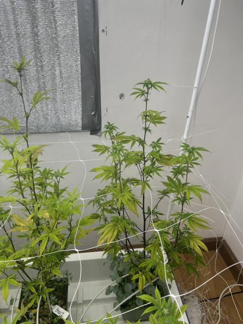 Blue Banana Cream. Week 7