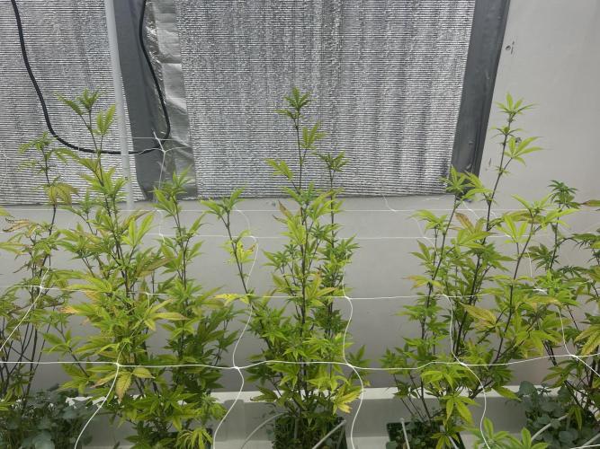 Blue Banana Cream. Week 7