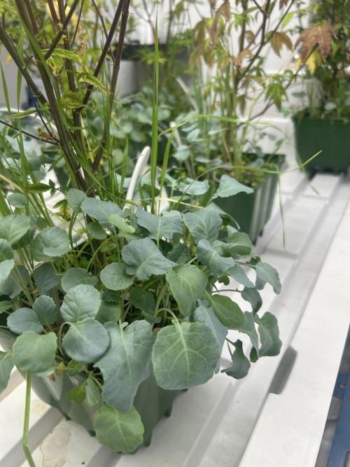 Blue Banana Cream. Week 7