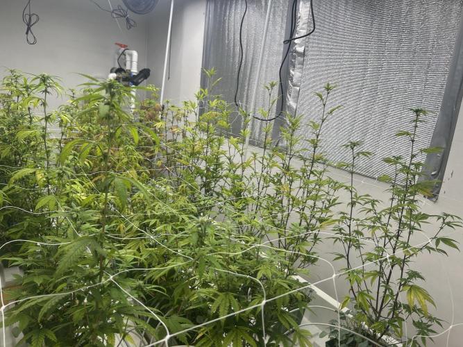 Blue Banana Cream. Week 7