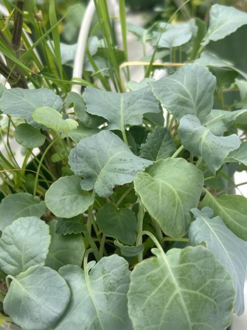 Fire OG #2 B.S.E x Lemon Fire. Week 7