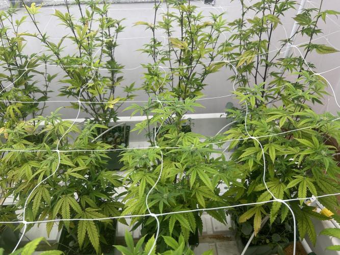 Fire OG #2 B.S.E x Lemon Fire. Week 7