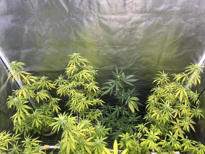 Slurricane. Week 7