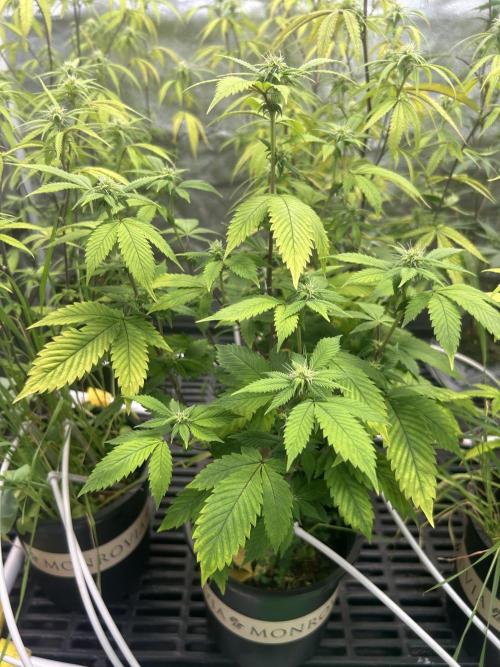 CherryPie #3 Cut. Week 3