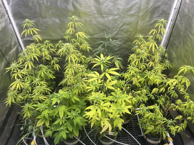 CherryPie #3 Cut. Week 3