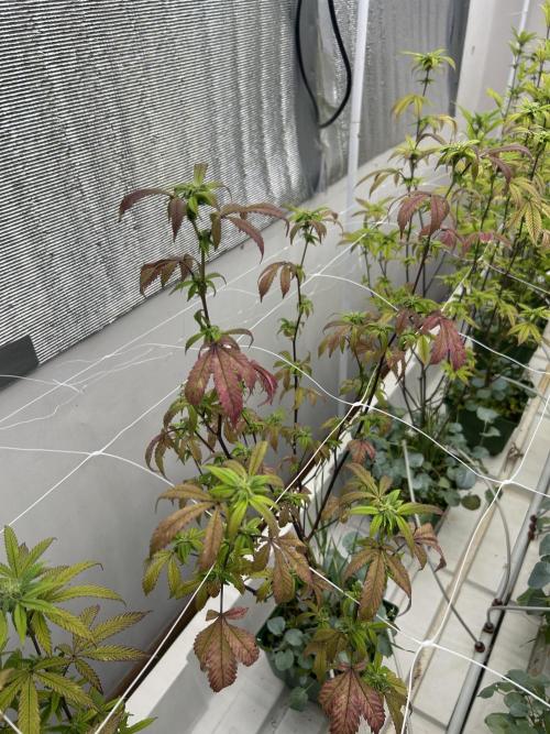 Route 65 BB Cut. Week 8