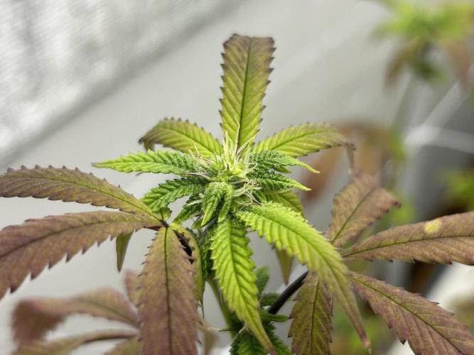 Route 65 BB Cut. Week 8