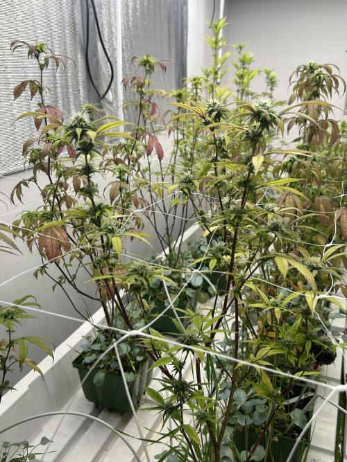 Last Pour ITC Cut. Week 0