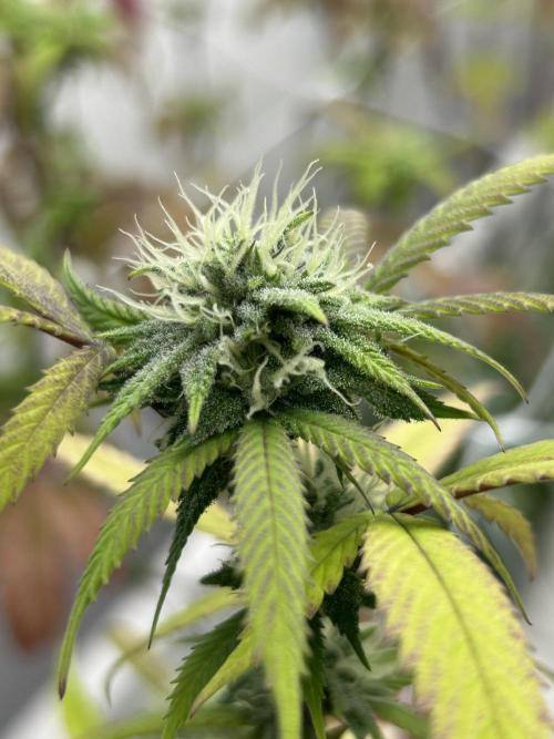 Last Pour ITC Cut. Week 0