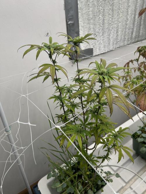 AlienMints x PermanentMarker BB Cut. Week 8