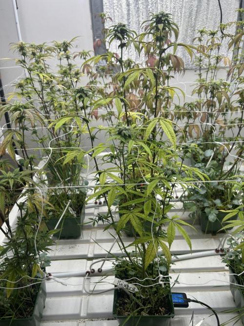 Lemon Tree Bx1 x Cap Junky  ITC Cut. Week 8
