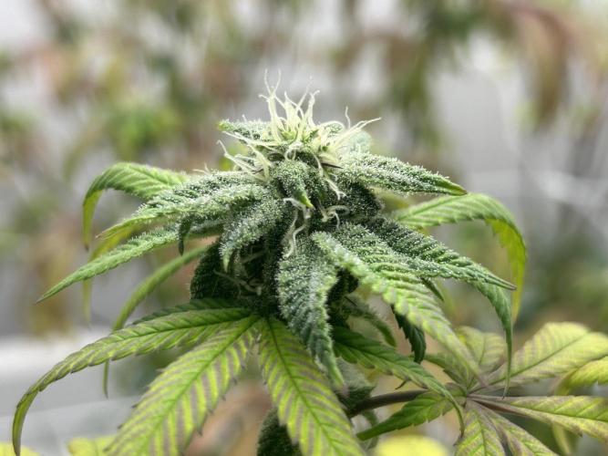 Lemon Tree Bx1 x Cap Junky  ITC Cut. Week 8
