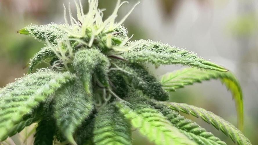 Lemon Tree Bx1 x Cap Junky ITC Cut