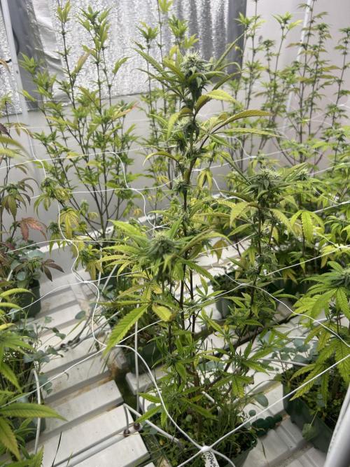 Strawberry Skrilla ITC Cut. Week 8