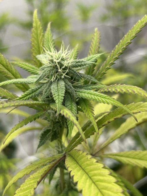 Strawberry Skrilla ITC Cut. Week 8