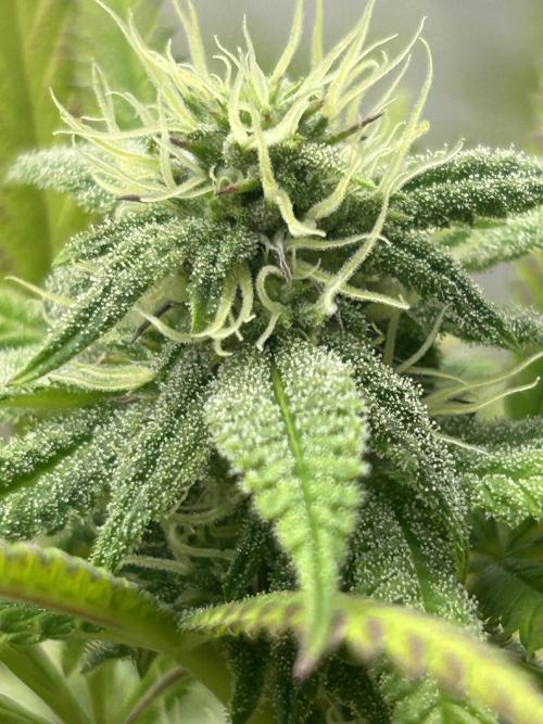 Strawberry Skrilla ITC Cut. Week 8