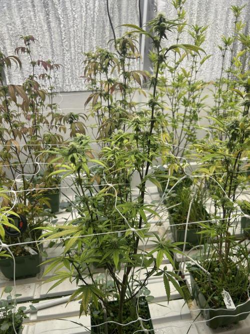 Papaya Frosting ITC Cut. Week 8
