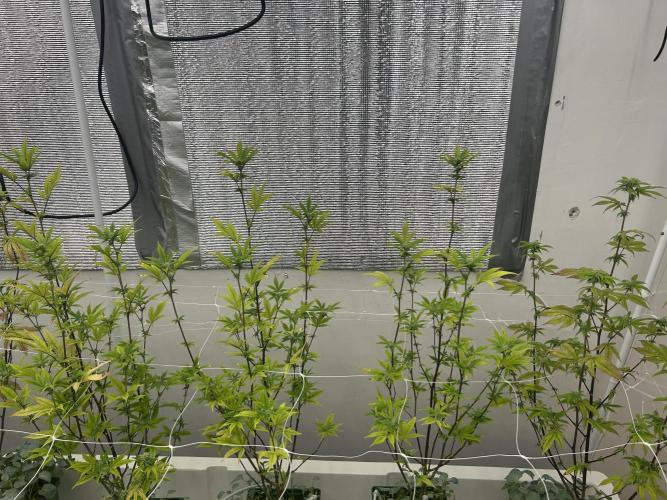 Blue Banana Cream. Week 8