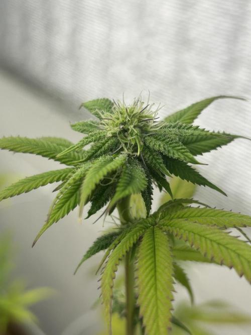 Blue Banana Cream. Week 8 - #2