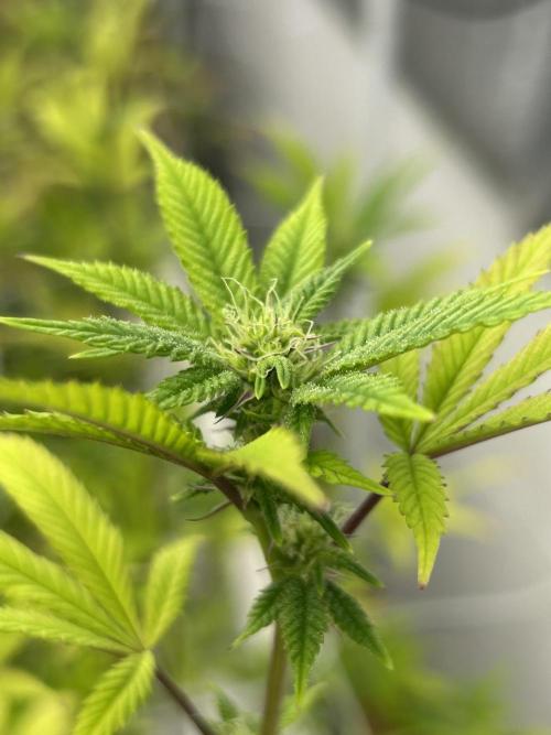 Blue Banana Cream. Week 8 - #1