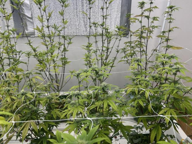 Fire OG #2 B.S.E x Lemon Fire. Week 8