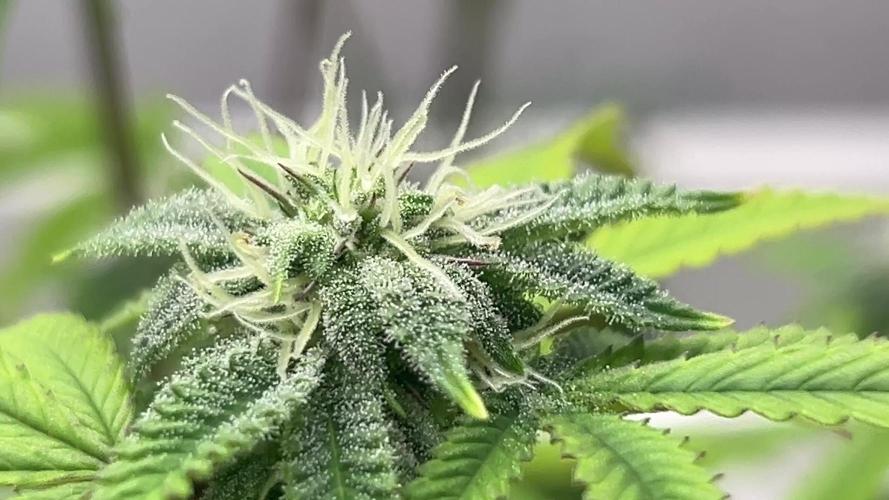 Fire OG #2 B.S.E x Lemon Fire