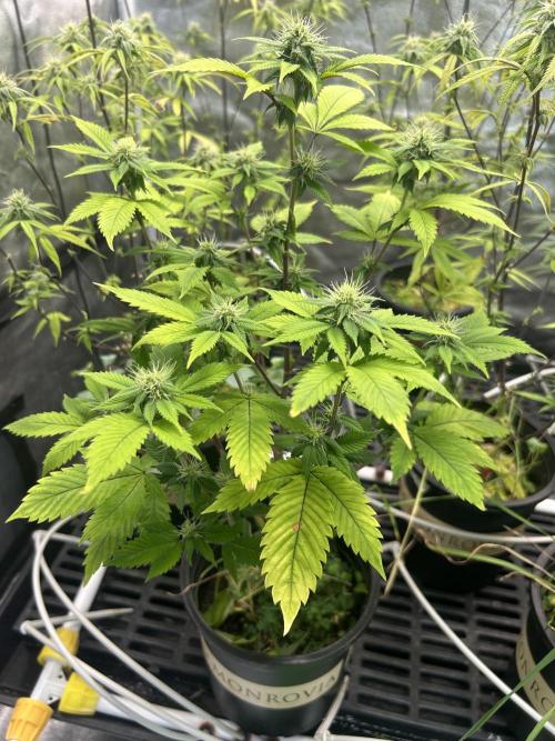 CherryPie #3 Cut. Week 4