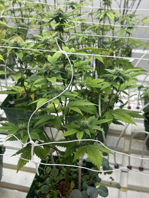 CherryPie #3 Cut. Week 4