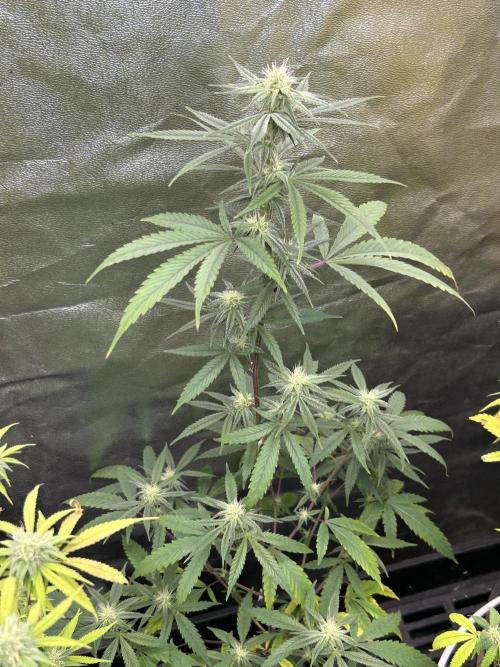 Slurricane. Week 8