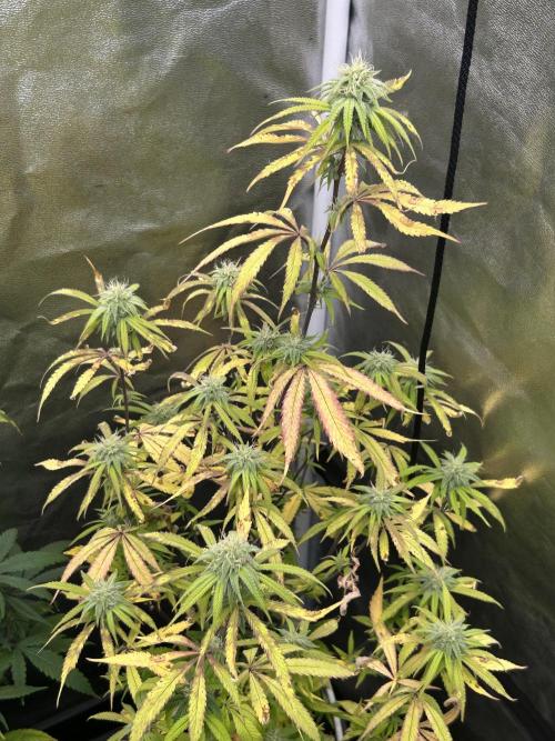 Slurricane. Week 8