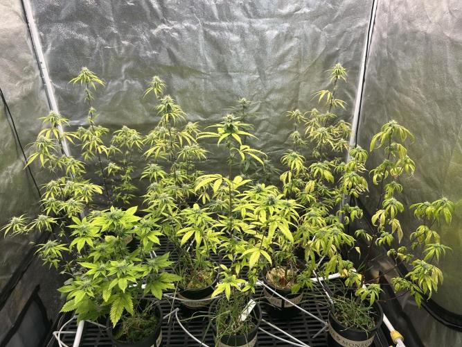 Slurricane. Week 8
