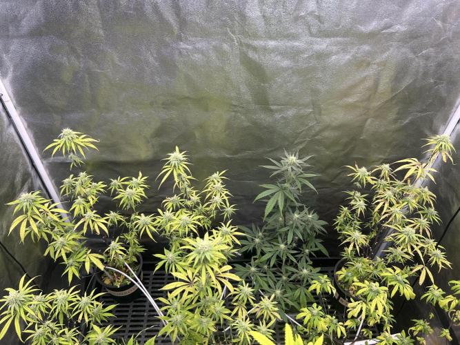 Slurricane. Week 8