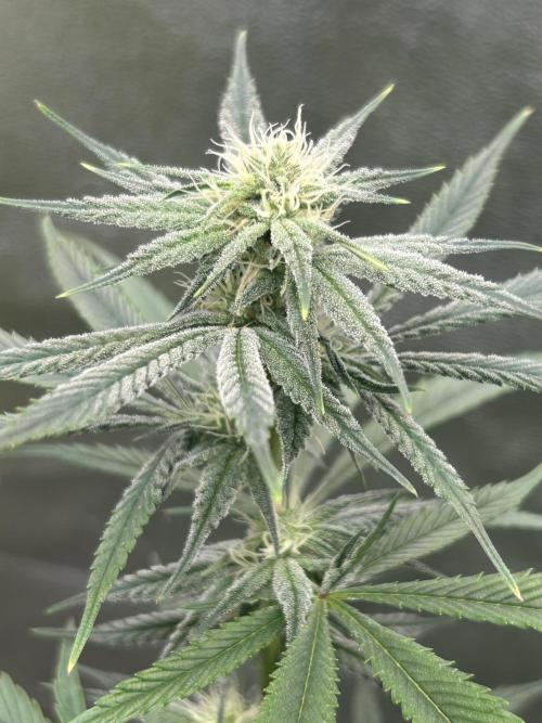 Slurricane. Week 8