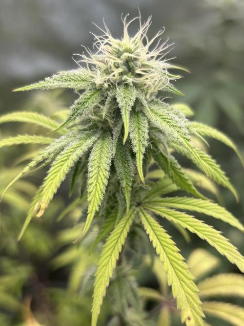 Slurricane. Week 8